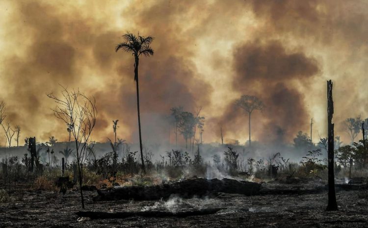  Como a COP-30 pode ajudar na busca de soluções climáticas globais?